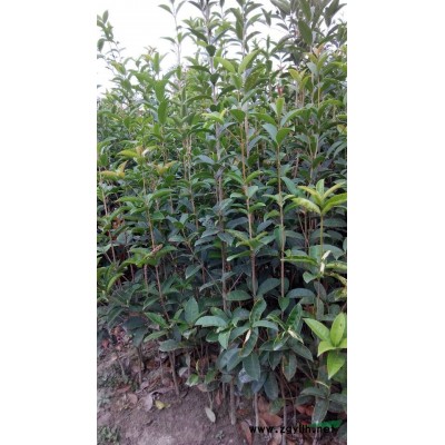 供应2年生圆叶金桂和小叶蚊母各10万棵 ，金弹子5000棵