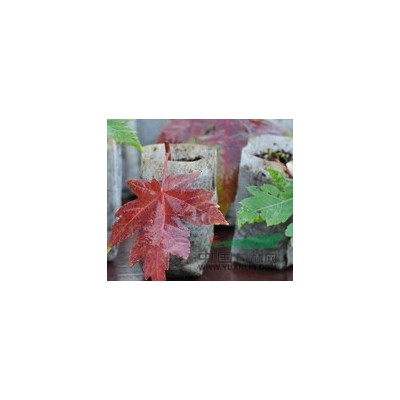 美国红枫供应*选桃枫园林基地直销量大从优！