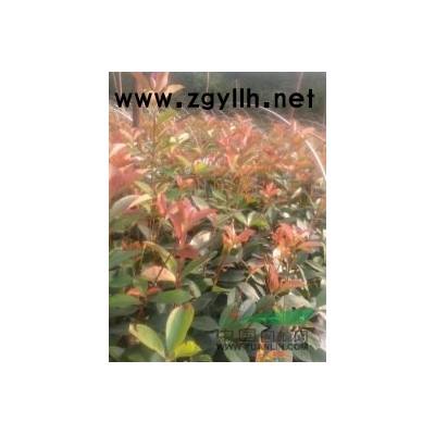 甩自育桂花苗,红叶石楠苗