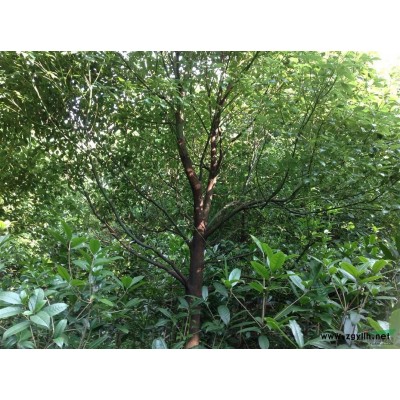 供应香樟、桂花树