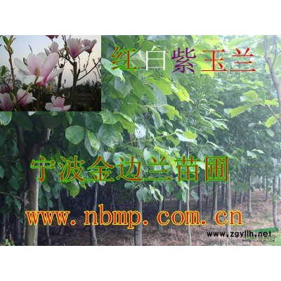 晚樱花 樱花苗 早樱花 红樱花 浙江苗低价优质苗