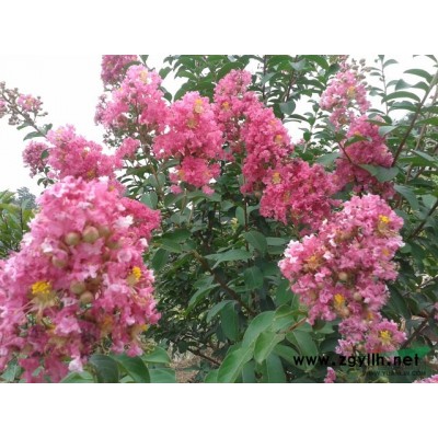 大叶女贞、紫薇、栾树