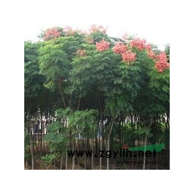 出售北方栾树  火炬树