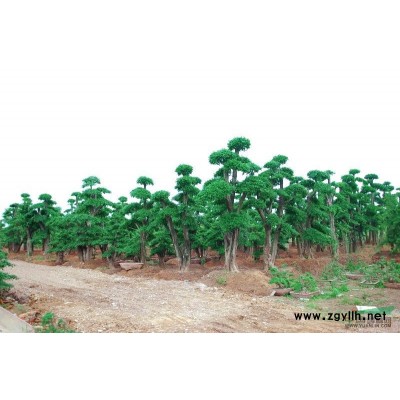 常年出售各规格对节白蜡