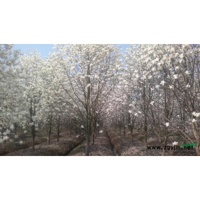 出售2-4公分四季桂1.2万颗