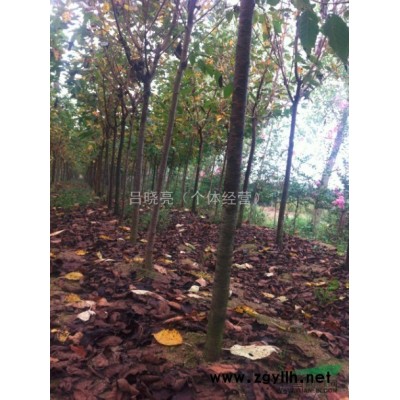 低价大量供应3到10公分樱花、紫薇、紫叶李、玉兰、西府海棠