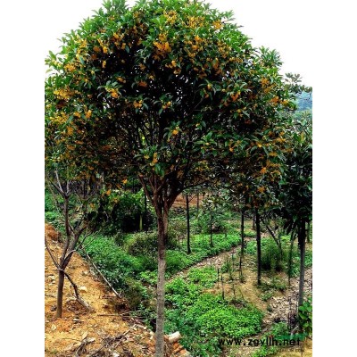 10-16公分精品桂花