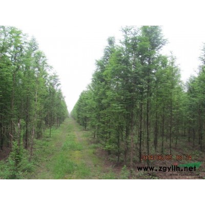水杉意杨大量供应，价格优惠