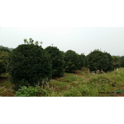 供应榉树小苗丶朴树小苗丶栾树小苗