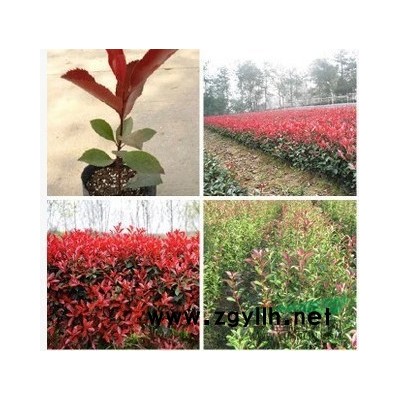 供应自家苗圃木槿3公分粗 树形好看 质量好 价格低