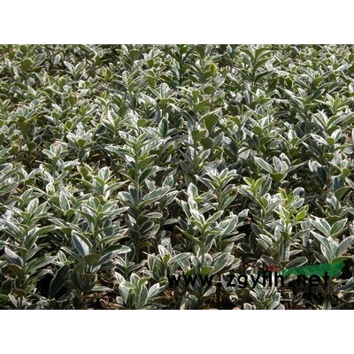 8公分桂花价格，10公分桂花价格，12公分桂花价格