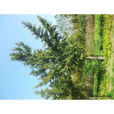 常年供应各种规格大叶女贞、银杏、紫薇、栾树、水杉、垂柳等