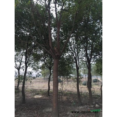 出售香樟，无患子