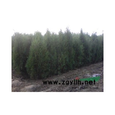 供：侧柏，2米，3米，4米，5米，6米。