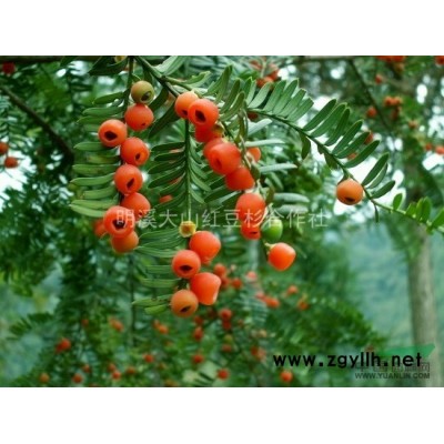 正宗沙藏南方红豆杉种子