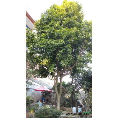浙江乐清地区供应33公分黄桷兰