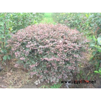 红花继木（黑珍珠）