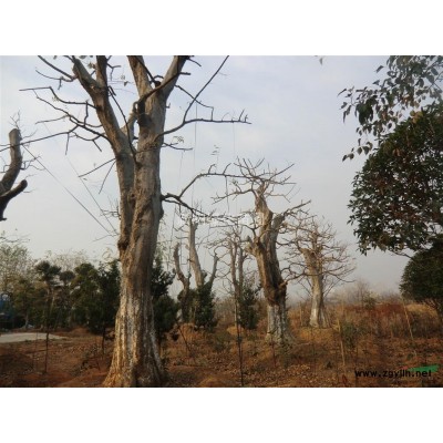 樟树供应，精品樟树，樟树工程苗