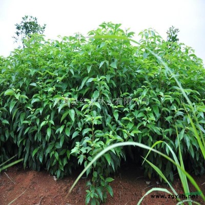 供应香樟树苗 1公分至10公分【400万棵】