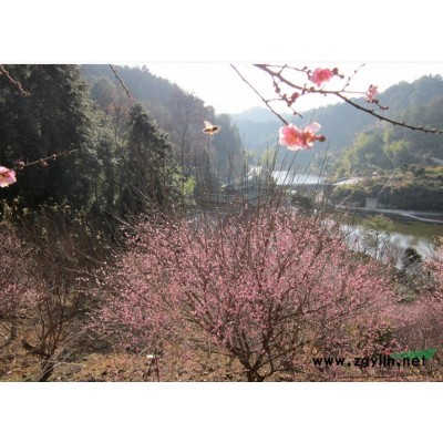 安徽朴树乌桕，朴树价格，乌桕价格，朴树图片乌桕图片