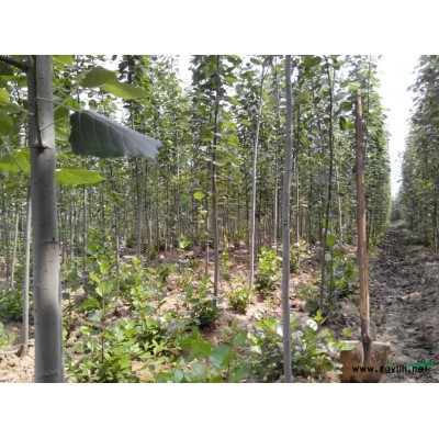 毛白杨小苗价格，山东毛白杨小苗价格，2-8公分毛白杨专业供应