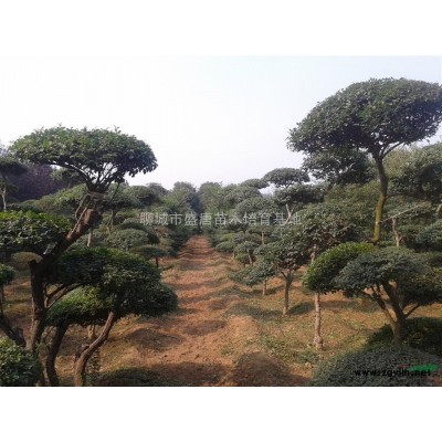 处理2公分的毛桃苗1.60元一株，都在一块地！上货快！ 3公