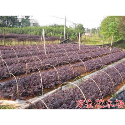 红桎木扦插小苗