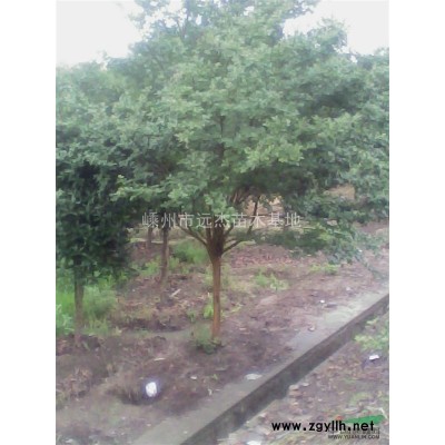 供应浙江美国红枫