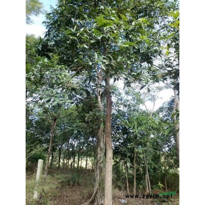 广东地区5一8菩提树