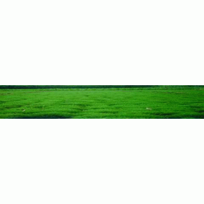 本基地提供各种规格绿化苗木