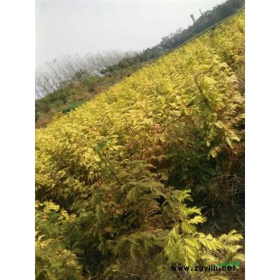 金叶水杉（黄金水杉）嫁接苗