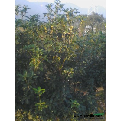出售桂花树苗