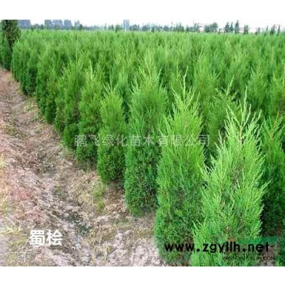 苗圃地供应蜀桧高度2—3米，2米30元，欢迎来电洽谈！