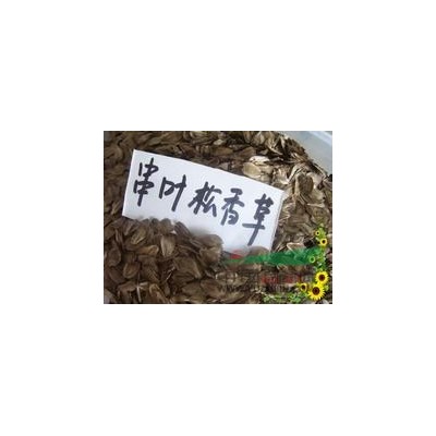 山东绿化苗木牧草种子价格