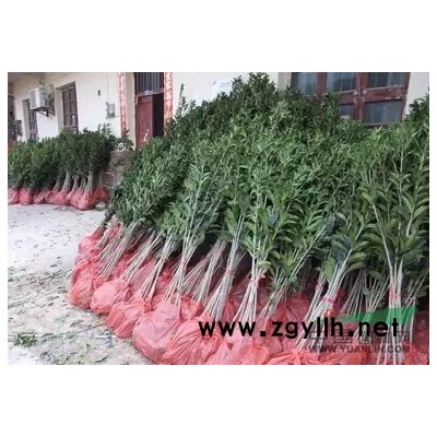 湖北50到150公分高桂花树苗便宜处理