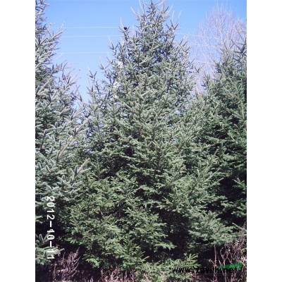 热销云杉、樟子松、五角枫、蒙古栎、水曲柳、九角枫