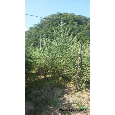 供应云杉，白皮松，华山松，油松，香花槐等绿化苗木