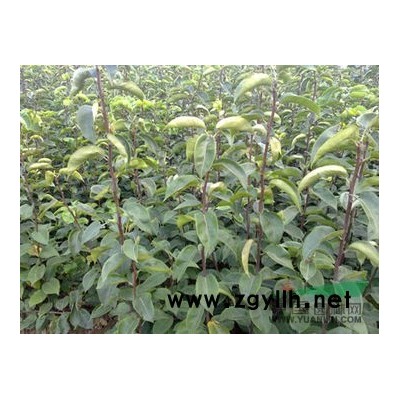 梨树苗0.6以上山东临沂