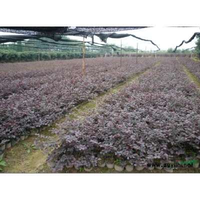 武汉远奥园艺主营10—40公分刺冬青造型庄景