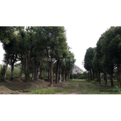 如皋地区供应9一12公分重阳木