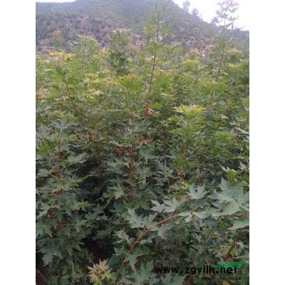 五角枫大树与小苗