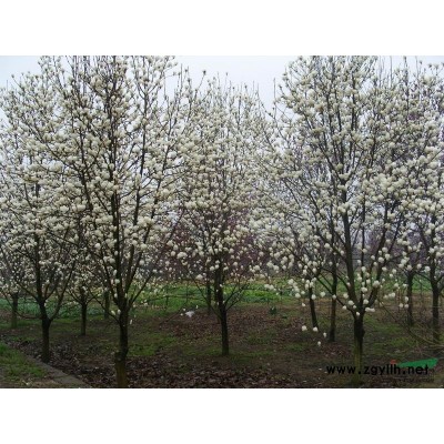 紫叶桃图片\紫叶桃报价