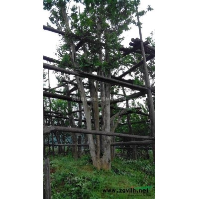 出售30公分米经的原生紫薇