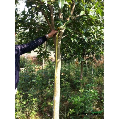 甩卖个人老家种的挂花树及苗