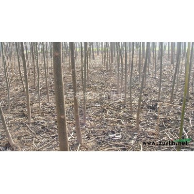 优质桐树苗 供应桐树苗