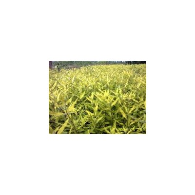 沙地柏，金叶莸，金叶女贞，红叶小檗