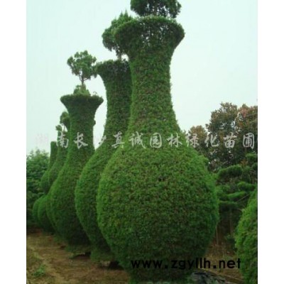 供应各种规格广玉兰实生苗，广玉兰移栽苗，广玉兰小苗