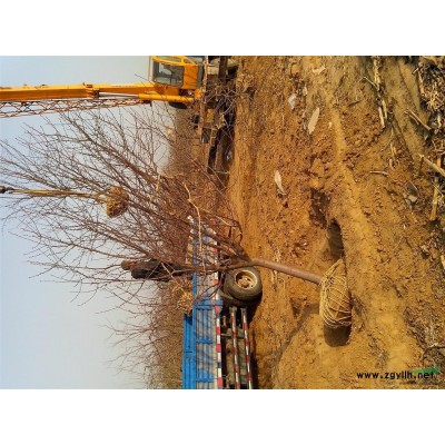 标准化培育北美海棠（2-3-4-5-6公分）