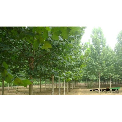 树葡萄结果树 7年结果树