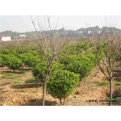 湖南樟树小苗5信息